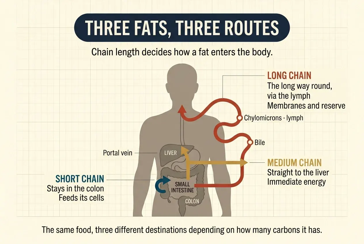Half-length human silhouette on a cream background, with the liver, small intestine and colon drawn in the abdomen. Three coloured arrows mark three routes: a blue one that loops over the colon itself and never leaves it, labelled «short chain»; a straight ochre one rising from the small intestine to the liver through the portal vein, labelled «medium chain»; and a long, winding red one that leaves the intestine, skirts the torso past bile and then chylomicrons and lymph, and ends at the base of the neck, labelled «long chain».