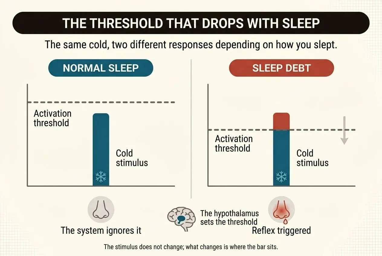 Two panels compared. On the left, “normal sleep”, the blue bar of the cold stimulus stays below the dashed line of the activation threshold, and beneath it a calm nose icon reads “the system ignores it”. On the right, “sleep debt”, the threshold has dropped and the same bar crosses it: the section rising above the line is red, and beneath it an inflamed nose icon reads “reflex triggered”. In the centre, a brain icon marks that the hypothalamus sets the threshold.