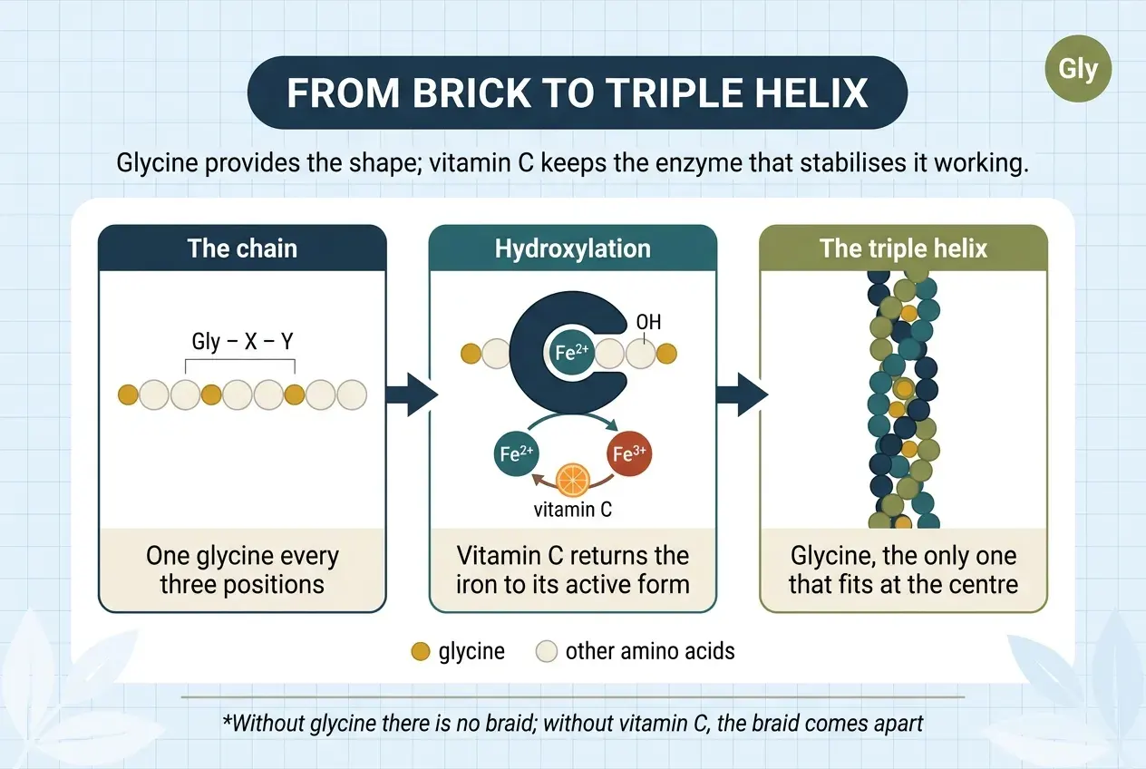 Diagram titled «From brick to triple helix», with the subtitle «Glycine provides the shape; vitamin C keeps the enzyme that stabilises it working». Three steps from left to right. The chain: a string of amino acids in the Gly-X-Y pattern, where one position in every three is glycine. Hydroxylation: an enzyme holding iron in its active form, Fe²⁺, adds an OH group to one of the other amino acids; below it, a cycle shows the iron turning into Fe³⁺ and vitamin C returning it to Fe²⁺. The triple helix: three braided strands with the glycines on the inside, at the centre, where only glycine fits. Footnote: without glycine there is no braid; without vitamin C, the braid comes apart.