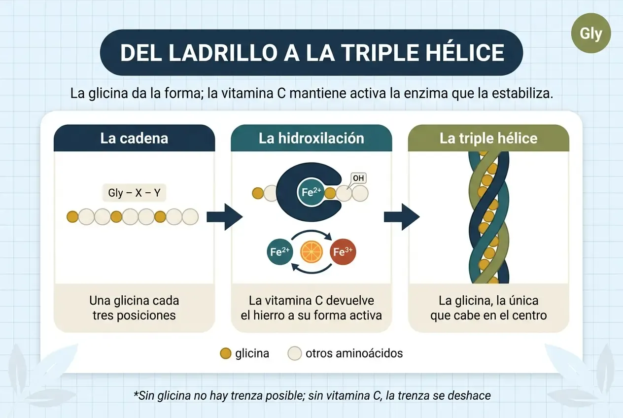 Diagrama titulado «Del ladrillo a la triple hélice», con el subtítulo «La glicina da la forma; la vitamina C mantiene activa la enzima que la estabiliza». Tres pasos de izquierda a derecha. La cadena: una hilera de aminoácidos con el patrón Gly-X-Y, en la que una de cada tres posiciones es glicina. La hidroxilación: una enzima con hierro en su forma activa, Fe²⁺, añade un grupo OH a uno de los otros aminoácidos; debajo, un ciclo muestra cómo el hierro pasa a Fe³⁺ y cómo la vitamina C lo devuelve a Fe²⁺. La triple hélice: tres hebras trenzadas con las glicinas por dentro, en el centro, donde solo cabe la glicina. Al pie: sin glicina no hay trenza posible; sin vitamina C, la trenza se deshace.