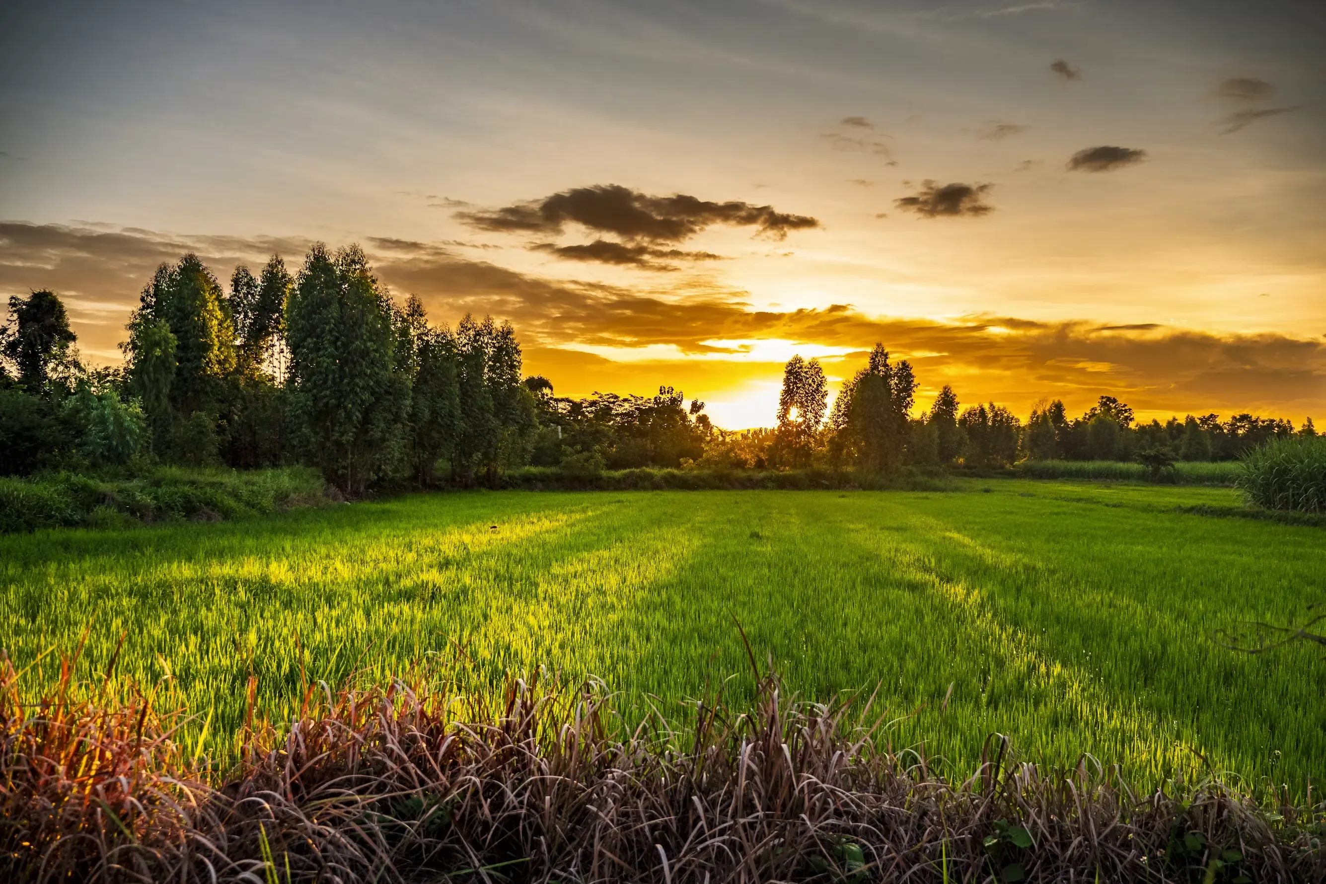 Golden sunset over a lush green field.