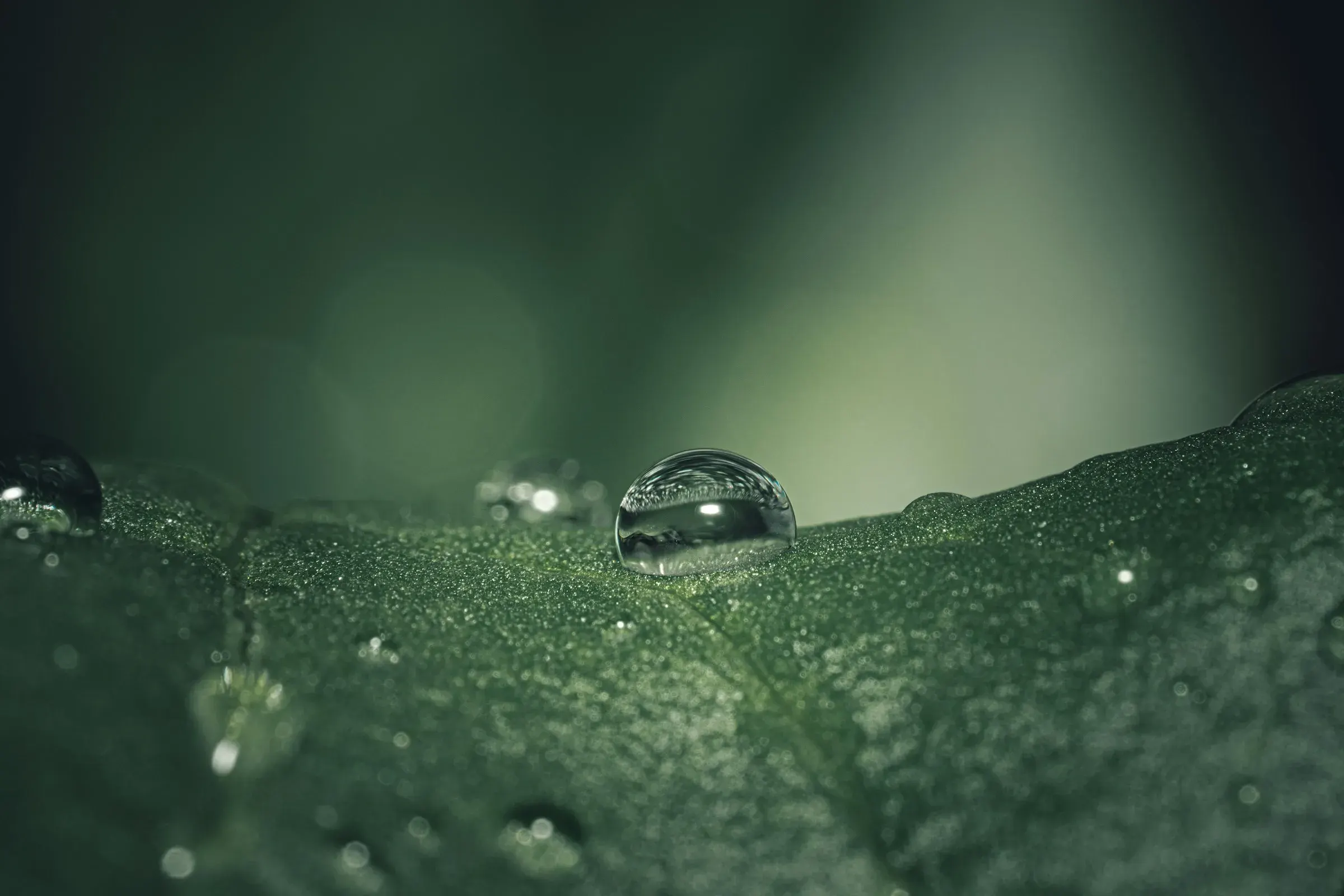 Macro photograph of a clear, almost spherical drop of water resting on the rough surface of a dark green leaf, with other smaller drops out of focus around it and a blurred green background.