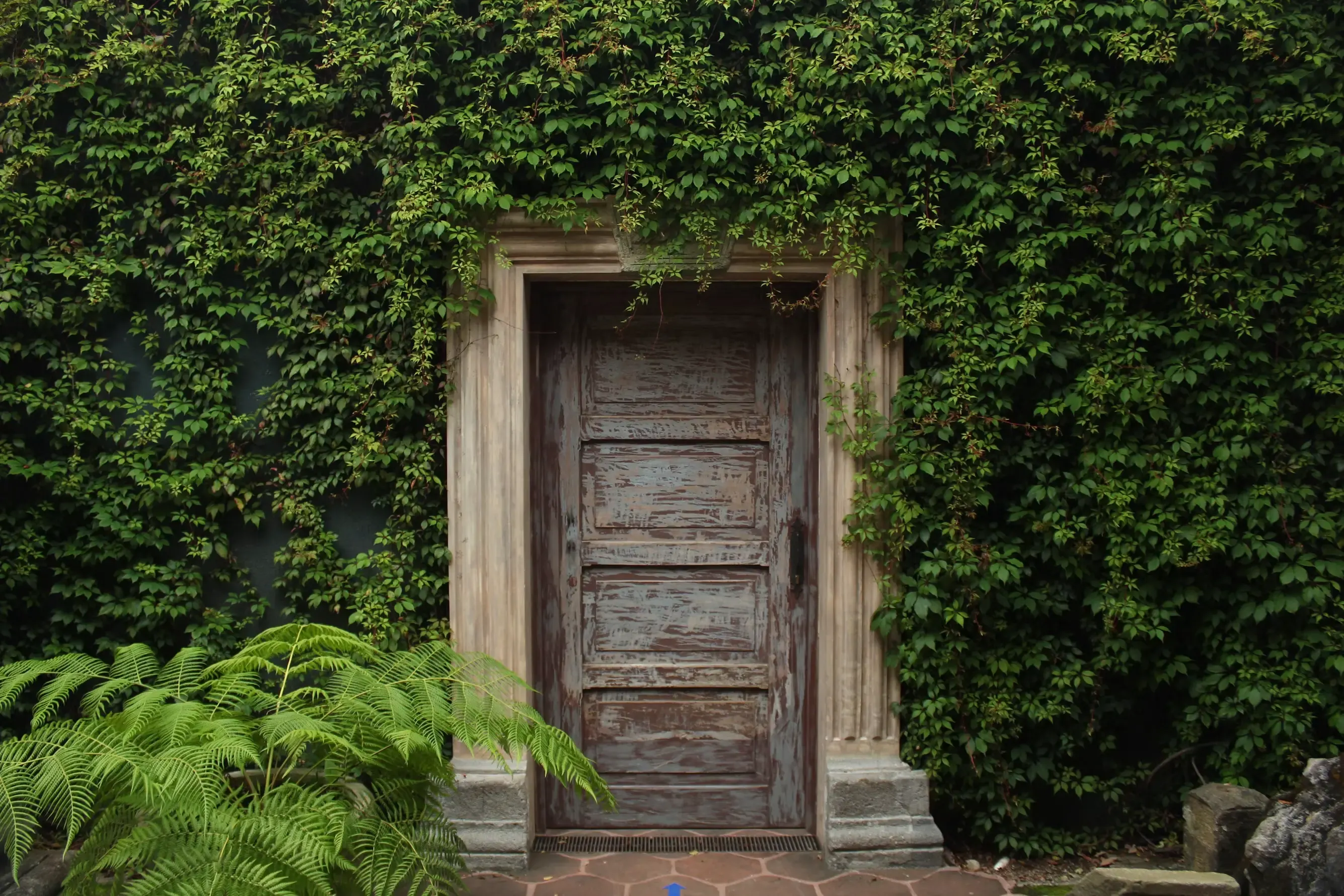 An old weathered wooden door, framed in stone and surrounded by a wall covered in green ivy and ferns.