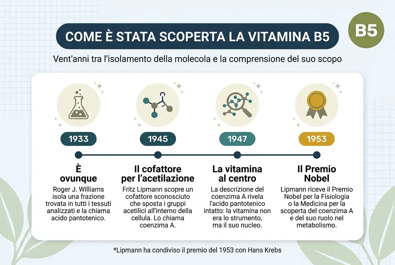 Cronologia intitolata «Come è stata scoperta la vitamina B5», con il sottotitolo «Vent'anni tra l'isolamento della molecola e la comprensione del suo scopo». Quattro tappe su una linea orizzontale. Nel 1933, «è ovunque»: Roger J. Williams isola una frazione trovata in tutti i tessuti analizzati e la chiama acido pantotenico. Nel 1945, «il cofattore per l'acetilazione»: Fritz Lipmann scopre un cofattore sconosciuto che sposta i gruppi acetilici all'interno della cellula e lo chiama coenzima A. Nel 1947, «la vitamina al centro»: la descrizione del coenzima A rivela l'acido pantotenico intatto, quindi la vitamina non era lo strumento, ma il suo nucleo. Nel 1953, «il premio Nobel»: Lipmann riceve il Nobel per la Fisiologia o la Medicina per la scoperta del coenzima A e del suo ruolo nel metabolismo. In fondo: Lipmann ha condiviso il premio del 1953 con Hans Krebs.