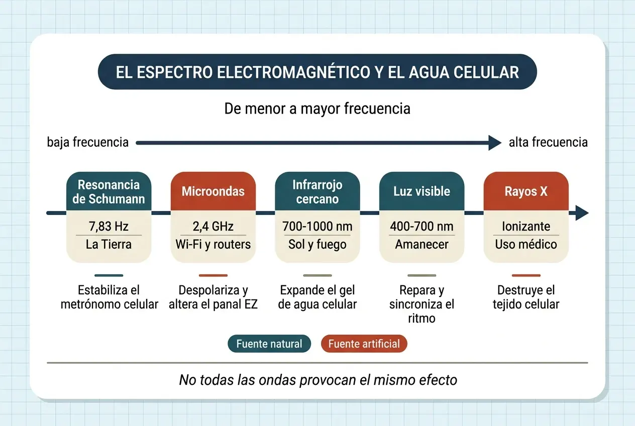 Diagrama del espectro electromagnético ordenado de menor a mayor frecuencia, con cinco bandas y su efecto sobre el agua celular. Resonancia de Schumann, 7,83 Hz, la Tierra: estabiliza el metrónomo celular. Microondas, 2,4 GHz, Wi-Fi y routers: despolarizan y alteran el panal EZ. Infrarrojo cercano, 700-1000 nm, sol y fuego: expande el gel de agua celular. Luz visible, 400-700 nm, amanecer: repara y sincroniza el ritmo. Rayos X, radiación ionizante de uso médico: destruyen el tejido celular. Las fuentes naturales aparecen en un color y las artificiales en otro.