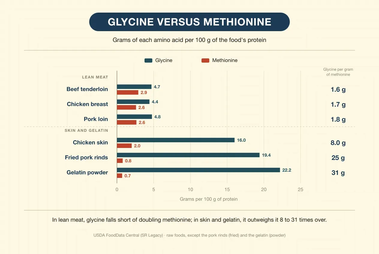 Bar chart of the grams of glycine and of methionine per 100 grams of protein in six foods. Among lean meats, beef tenderloin has 4.7 of glycine and 2.9 of methionine; chicken breast, 4.4 and 2.6; and pork loin, 4.8 and 2.6: between 1.6 and 1.8 grams of glycine per gram of methionine. Among skin and gelatin, chicken skin has 16.0 and 2.0, with 8 grams of glycine per gram of methionine; fried pork rinds, 19.4 and 0.8, with 25; and gelatin powder, 22.2 and 0.7, with 31. Footnote: in lean meat, glycine falls short of doubling methionine; in skin and gelatin, it outweighs it 8 to 31 times over. Source: USDA FoodData Central.