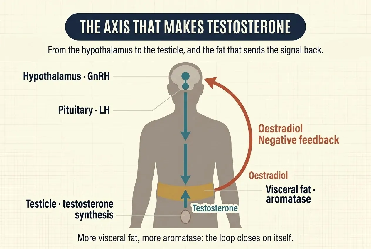 A male half-body silhouette on a cream background. Inside the head, two teal dots mark the hypothalamus, which releases GnRH, and the pituitary, which releases LH. A teal arrow runs down the torso to an ochre band across the abdomen labelled 'Visceral fat · aromatase'. From the testicle, marked below as the site of testosterone synthesis, a second teal arrow rises to that band, labelled 'Testosterone'. A curved red arrow starts at the right edge of the fat band and sweeps up outside the body to the head, labelled 'Oestradiol' and 'Negative feedback'.