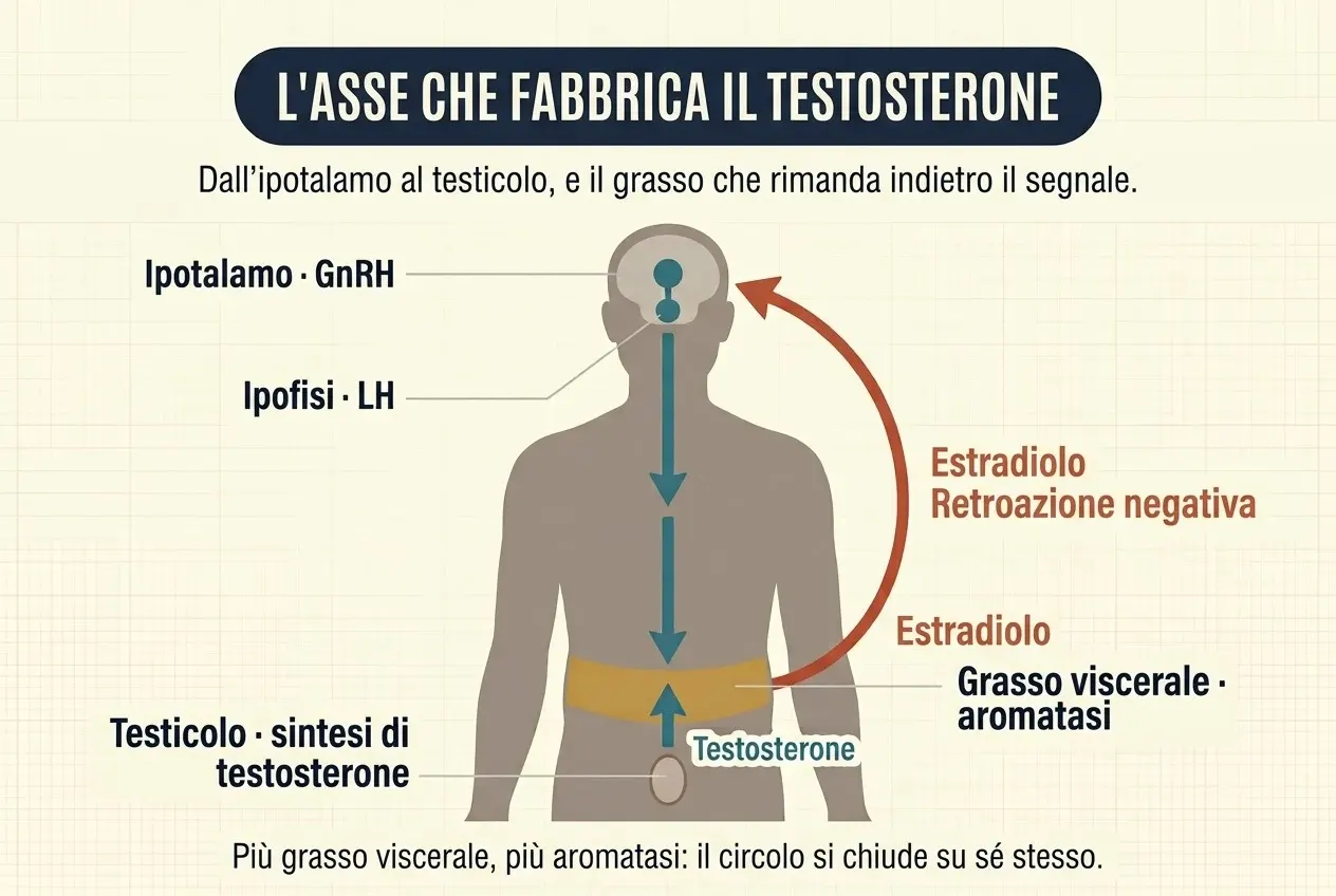 Silhouette maschile a mezzo busto su sfondo crema. Dentro la testa, due punti color petrolio indicano l'ipotalamo, che rilascia GnRH, e l'ipofisi, che rilascia LH. Una freccia color petrolio scende lungo il tronco fino a una fascia ocra sull'addome, etichettata «Grasso viscerale · aromatasi». Dal testicolo, indicato in basso come sede della sintesi di testosterone, una seconda freccia sale fino a quella fascia con l'etichetta «Testosterone». Una freccia rossa curva parte dal bordo destro della fascia di grasso e sale all'esterno del corpo fino alla testa, con le scritte «Estradiolo» e «Retroazione negativa».