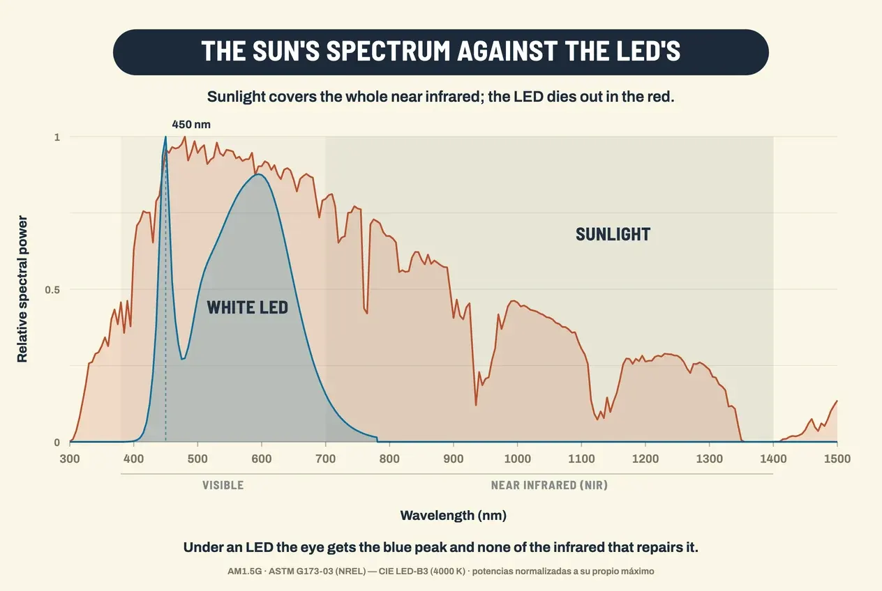A chart comparing two spectra, each normalised to its own peak, from 300 to 1500 nanometres. The sunlight curve, in brick red, is continuous: it climbs from the ultraviolet, peaks around 480 nanometres and falls away unevenly across the whole near infrared, with deep notches near 760, 940, 1130 and 1400 nanometres where atmospheric oxygen and water vapour absorb radiation; at 1500 nanometres it is still emitting. The white LED curve, in blue, is a narrow tall spike at 450 nanometres, a valley around 480 and a broad hump peaking near 595; beyond 780 nanometres it drops to zero and stays flat for the rest of the chart. A shaded band marks the near infrared, 700 to 1400 nanometres, where only the solar curve exists.