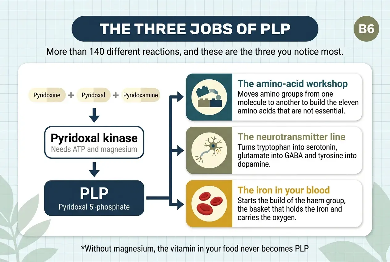 Diagram titled «The three jobs of PLP», subtitled «More than 140 different reactions, and these are the three you notice most». On the left, a descending chain: pyridoxine, pyridoxal and pyridoxamine —the three forms that arrive with the diet— pass through pyridoxal kinase, which needs ATP and magnesium, and become PLP, pyridoxal 5'-phosphate. Three arrows lead from it to three cards. The amino-acid workshop: moves amino groups from one molecule to another to build the eleven amino acids that are not essential. The neurotransmitter line: turns tryptophan into serotonin, glutamate into GABA and tyrosine into dopamine. The iron in your blood: starts the build of the haem group, the basket that holds the iron and carries the oxygen. Footer: without magnesium, the vitamin in your food never becomes PLP.