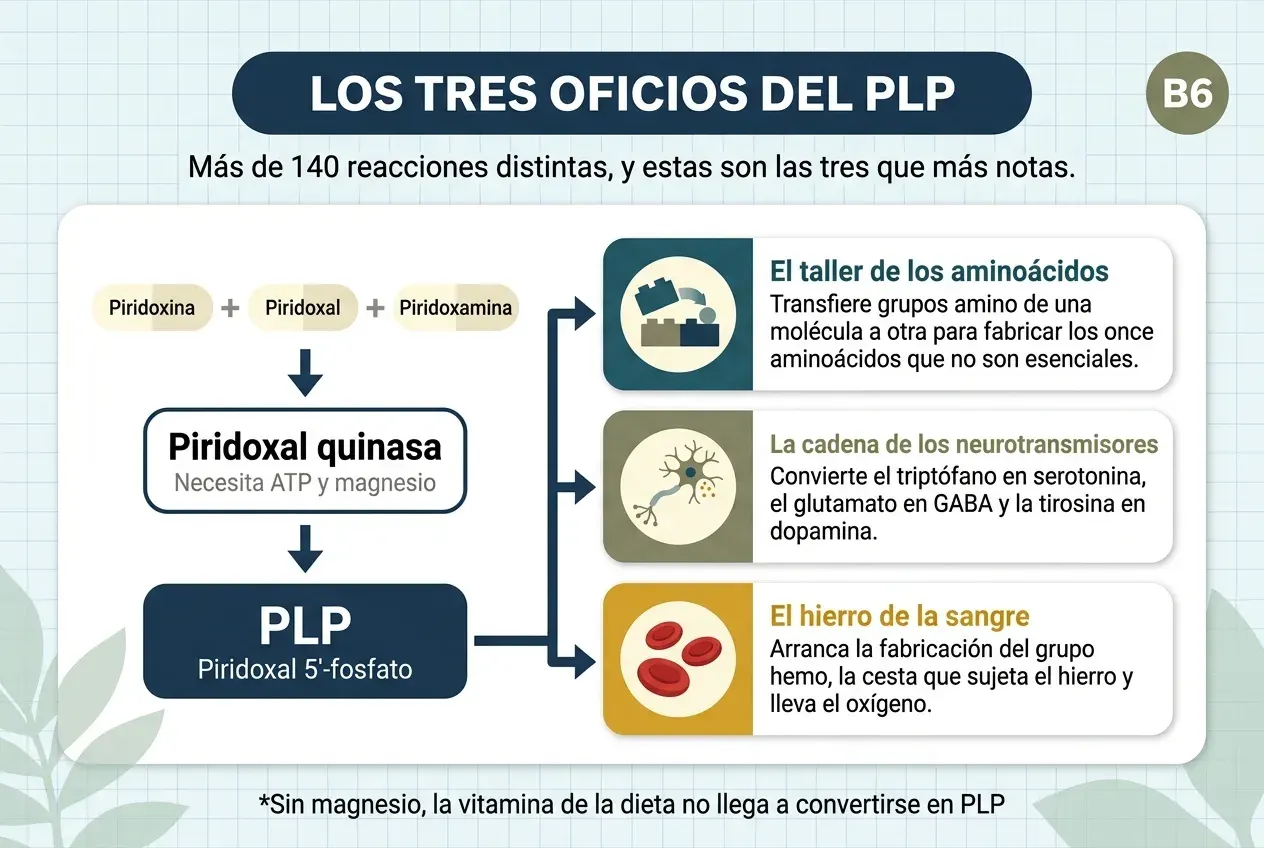 Diagrama titulado «Los tres oficios del PLP», con el subtítulo «Más de 140 reacciones distintas, y estas son las tres que más notas». A la izquierda, una cadena descendente: la piridoxina, el piridoxal y la piridoxamina —las tres formas que llegan con la dieta— pasan por la piridoxal quinasa, que necesita ATP y magnesio, y se convierten en PLP, el piridoxal 5'-fosfato. De él salen tres flechas hacia tres tarjetas. El taller de los aminoácidos: transfiere grupos amino de una molécula a otra para fabricar los once aminoácidos que no son esenciales. La cadena de los neurotransmisores: convierte el triptófano en serotonina, el glutamato en GABA y la tirosina en dopamina. El hierro de la sangre: arranca la fabricación del grupo hemo, la cesta que sujeta el hierro y lleva el oxígeno. Al pie: sin magnesio, la vitamina de la dieta no llega a convertirse en PLP.