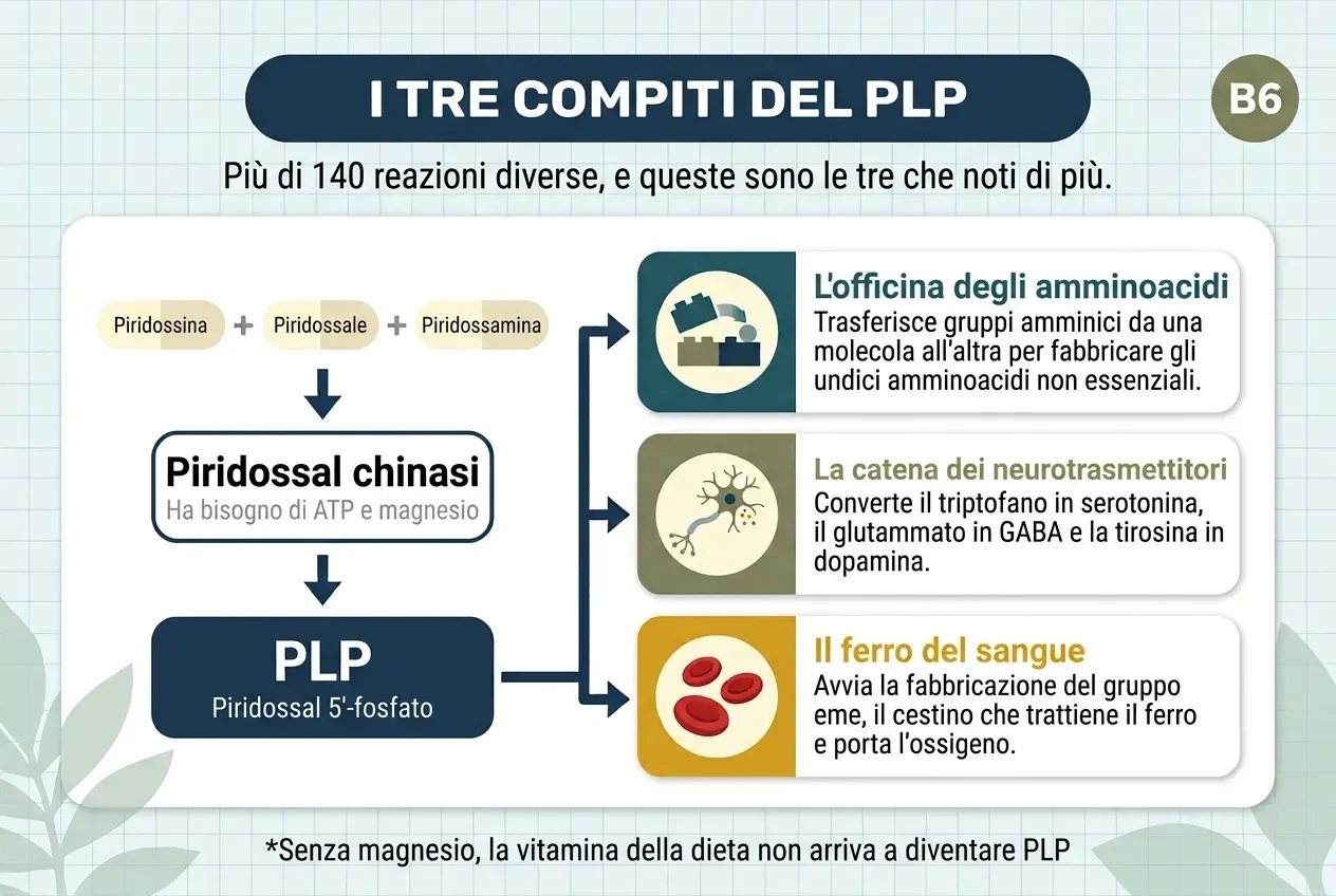 Diagramma intitolato «I tre compiti del PLP», con il sottotitolo «Più di 140 reazioni diverse, e queste sono le tre che noti di più». A sinistra, una catena discendente: la piridossina, il piridossale e la piridossamina —le tre forme che arrivano con la dieta— passano per la piridossal chinasi, che ha bisogno di ATP e magnesio, e diventano PLP, il piridossal 5'-fosfato. Da esso partono tre frecce verso tre schede. L'officina degli amminoacidi: trasferisce gruppi amminici da una molecola all'altra per fabbricare gli undici amminoacidi non essenziali. La catena dei neurotrasmettitori: converte il triptofano in serotonina, il glutammato in GABA e la tirosina in dopamina. Il ferro del sangue: avvia la fabbricazione del gruppo eme, il cestino che trattiene il ferro e porta l'ossigeno. In basso: senza magnesio, la vitamina della dieta non arriva a diventare PLP.