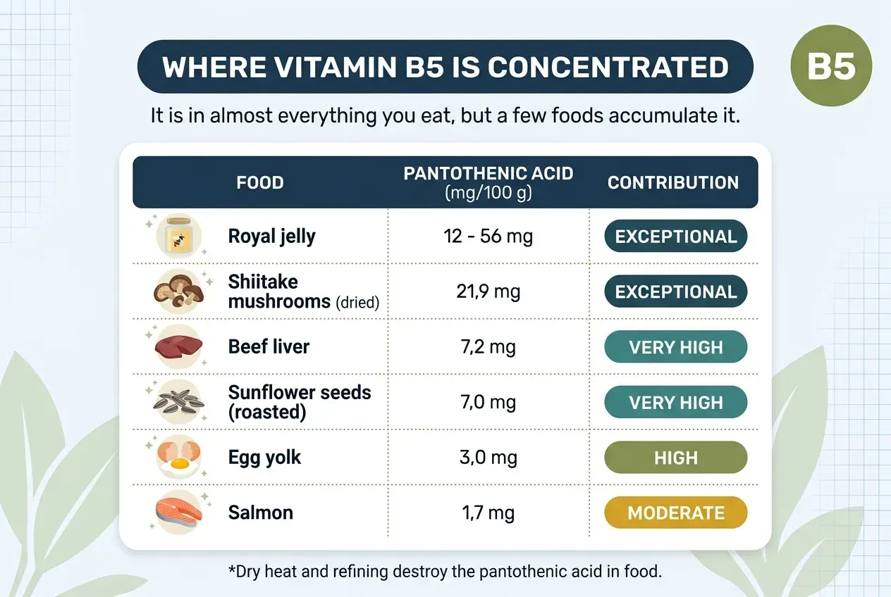 Table titled «Where vitamin B5 is concentrated», subtitled «It is in almost everything you eat, but a few foods accumulate it». Three columns: food, pantothenic acid in milligrams per 100 grams, and contribution. Royal jelly supplies between 12 and 56 mg, an exceptional contribution. Dried shiitake mushrooms, 21.9 mg, also exceptional. Beef liver, 7.2 mg, very high. Roasted sunflower seeds, 7.0 mg, very high. Egg yolk, 3.0 mg, high. Salmon, 1.7 mg, moderate. At the foot: dry heat and refining destroy the pantothenic acid in food.
