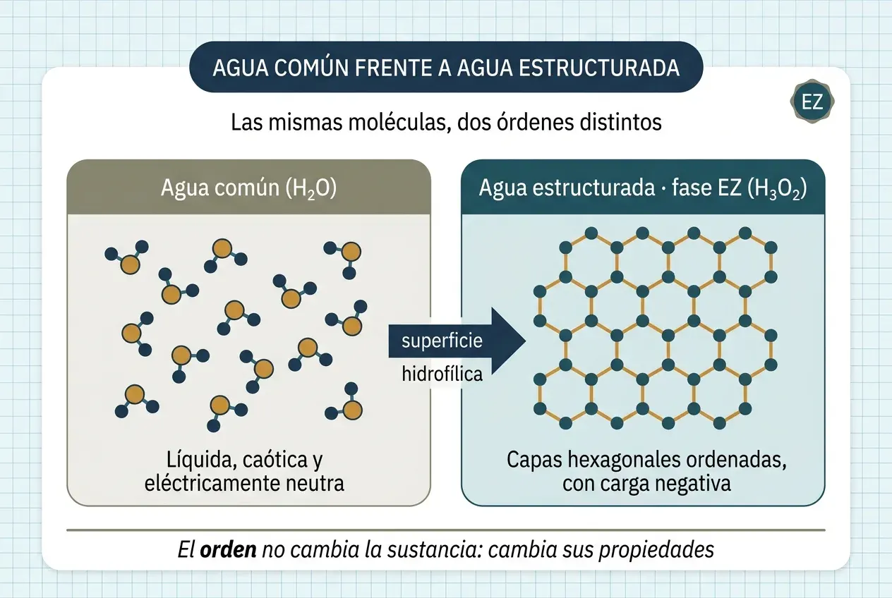 Diagrama comparativo en dos paneles. A la izquierda, «Agua común (H₂O)»: moléculas de agua sueltas, orientadas al azar y sin orden, con la leyenda «líquida, caótica y eléctricamente neutra». A la derecha, «Agua estructurada, fase EZ (H₃O₂)»: las mismas moléculas enlazadas en una red de hexágonos, como un panal de abejas, con la leyenda «capas hexagonales ordenadas, con carga negativa». Entre ambos, una flecha rotulada «superficie hidrofílica» apunta del primero al segundo. Al pie: «El orden no cambia la sustancia: cambia sus propiedades».
