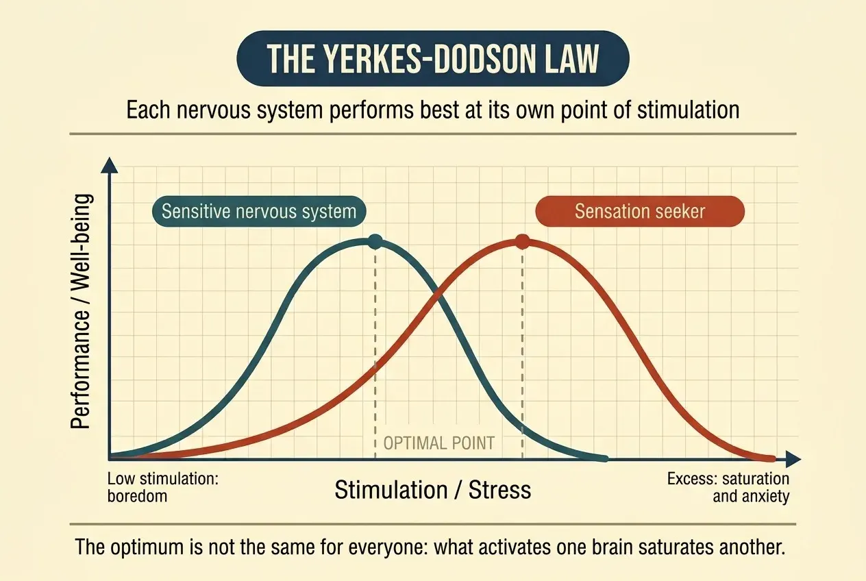 A chart of the Yerkes-Dodson law with two inverted U-shaped curves over the same axes. The vertical axis measures performance or well-being and the horizontal one, stimulation or stress. The curve for a sensitive nervous system reaches its optimum early and falls steeply; the one for a sensation seeker reaches it much later and is wider. Under the far left of the axis it reads «low stimulation: boredom», and under the far right, «excess: saturation and anxiety».