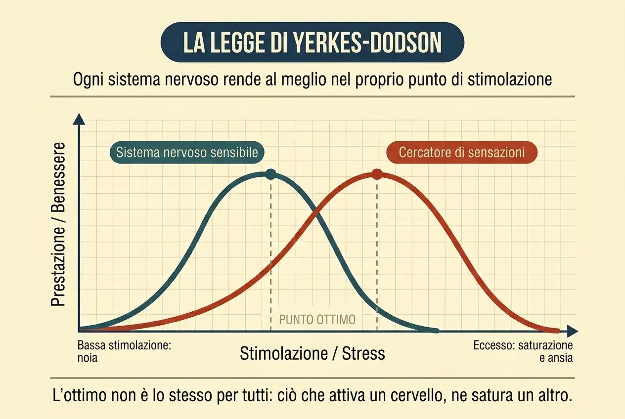Grafico della legge di Yerkes-Dodson con due curve a U rovesciata sugli stessi assi. L'asse verticale misura la prestazione o il benessere e quello orizzontale la stimolazione o lo stress. La curva di un sistema nervoso sensibile raggiunge presto il proprio punto ottimale e scende rapidamente; quella di un cercatore di sensazioni lo raggiunge molto più tardi ed è più ampia. Sotto l'estremità sinistra dell'asse si legge «bassa stimolazione: noia» e sotto quella destra «eccesso: saturazione e ansia».